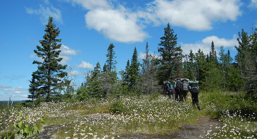 A group of people wearing backpacks hike through a meadow with flowers toward a line of trees. 